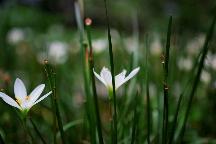 Twee witte bloemen