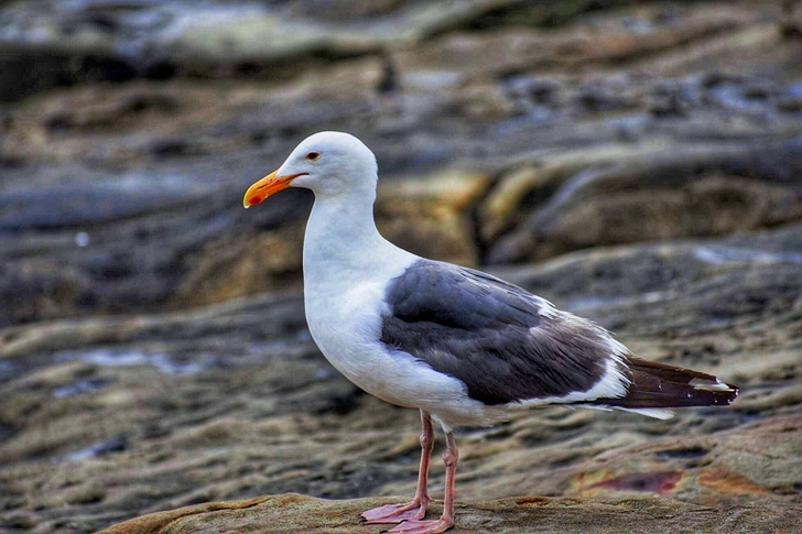 Selective Focus of White and Black Bird