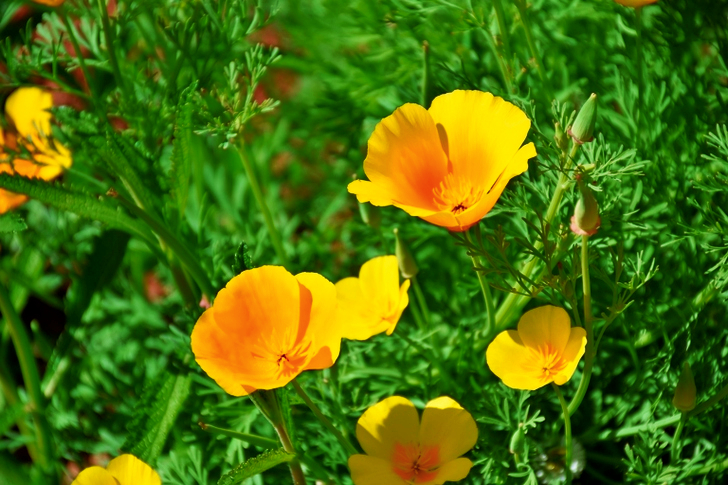 Yellow Petaled Flowers