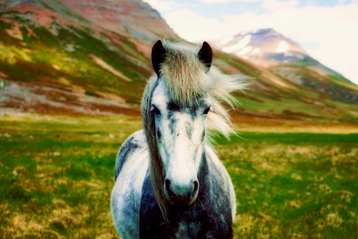 Wit paard op berglichaam