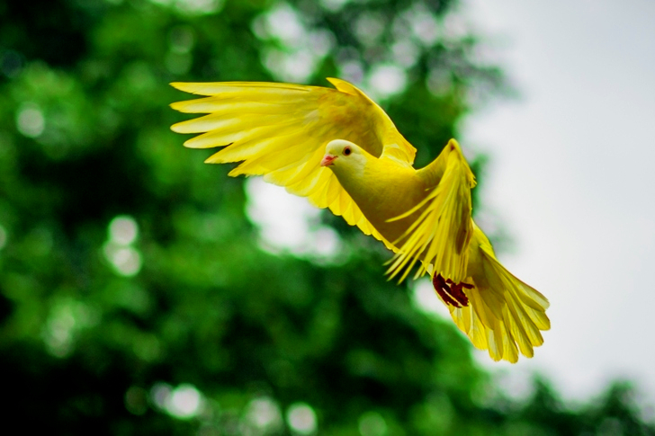 Flying Yellow Bird