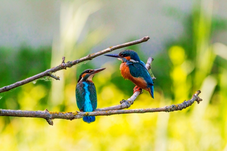 Selective Focus of Two Kingfisher Birds on Tree Branch