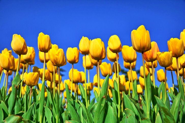 Bed of Yellow Tulip Flower
