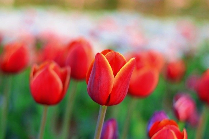 Red Tulips