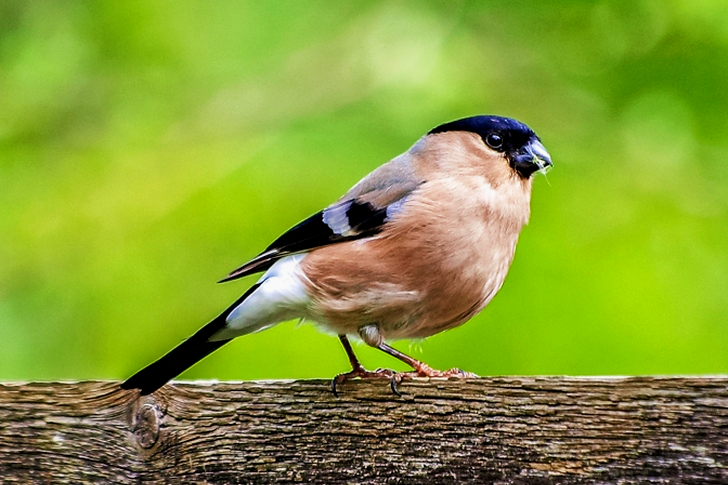 Brun og svart fugl på brun gren