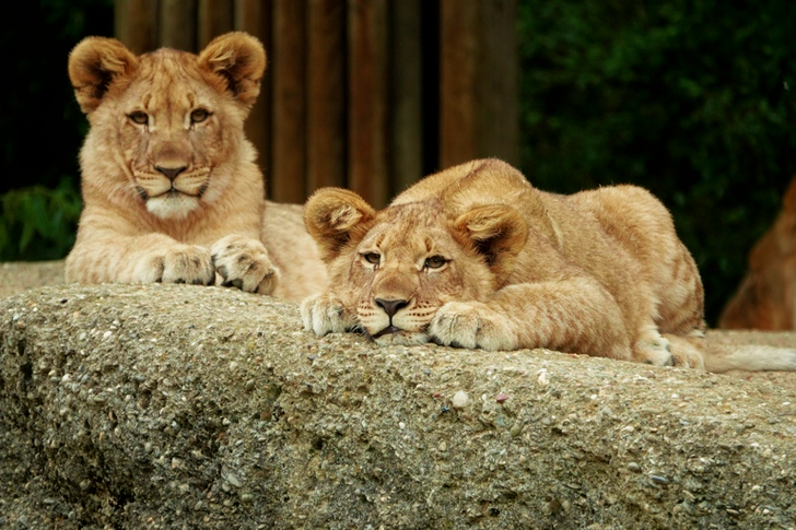 Lioness on Gray Stone