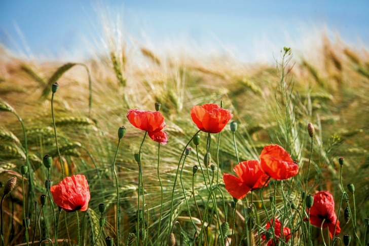 Red Broad Petaled Flowers