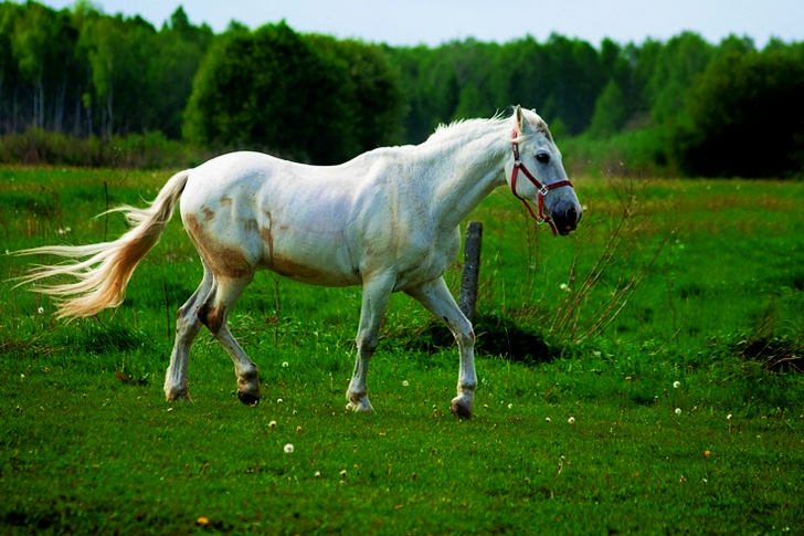 White Horse