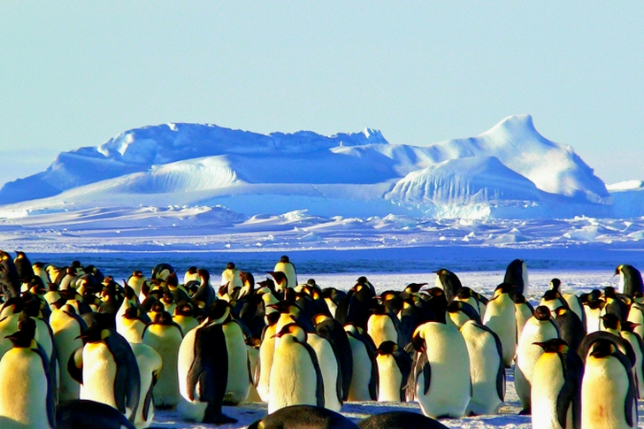 Group of Penguins on Ice