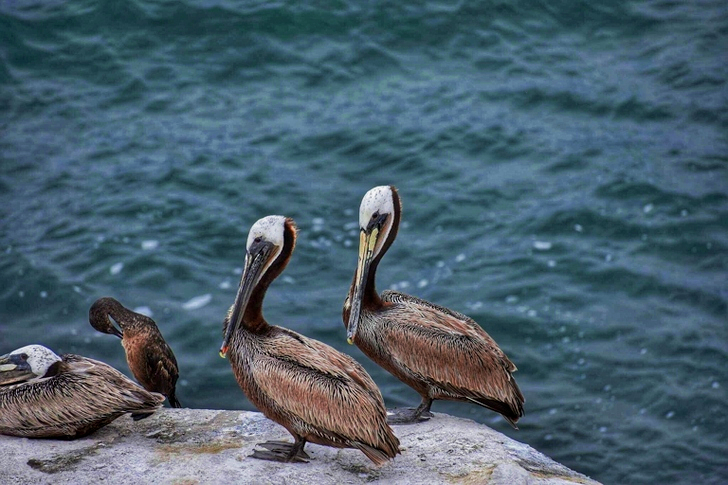 Neljä ruskeaa lintua seisoo kalliolla