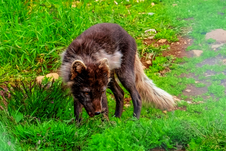 Black and Brown Fox on Grass Field