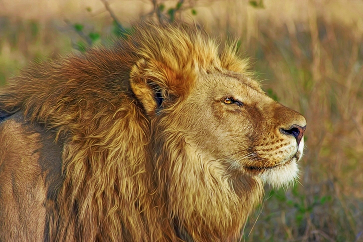 Lion Standing on Brown Bushes