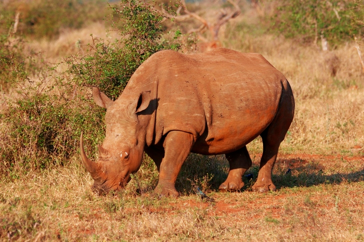 Rhinocéros brun dans un champ vert ouvert