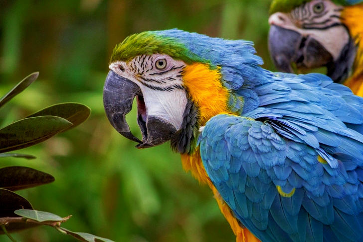 Blå Gul Grønn Fugl