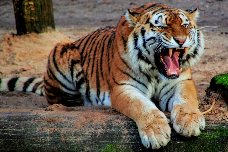 Black White and Yellow Tiger Sitting on a Beige Sand during Daytime