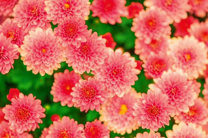 Pink and Yellow Petaled Flower