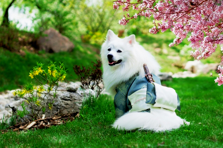 Japanese Spitz Wearing Kimono Costume on Park