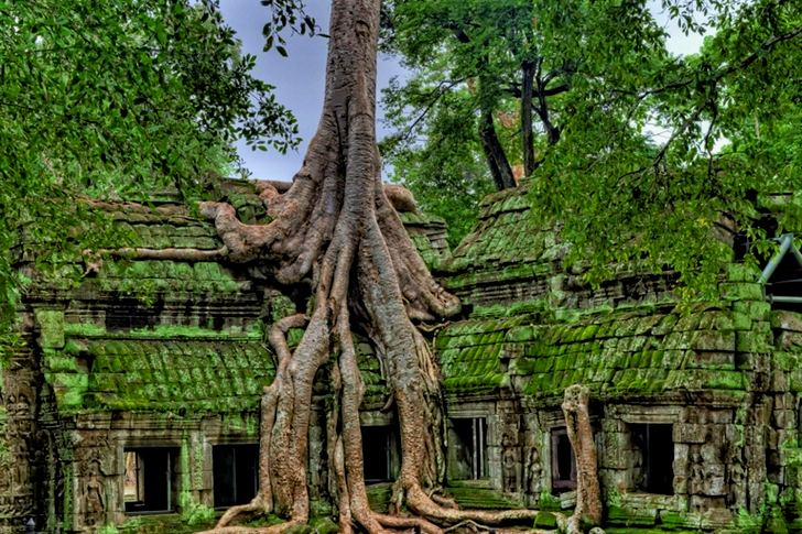Building With Tree