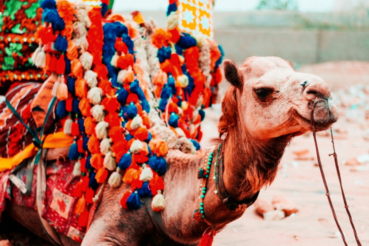 Camel With Multicolored Saddle