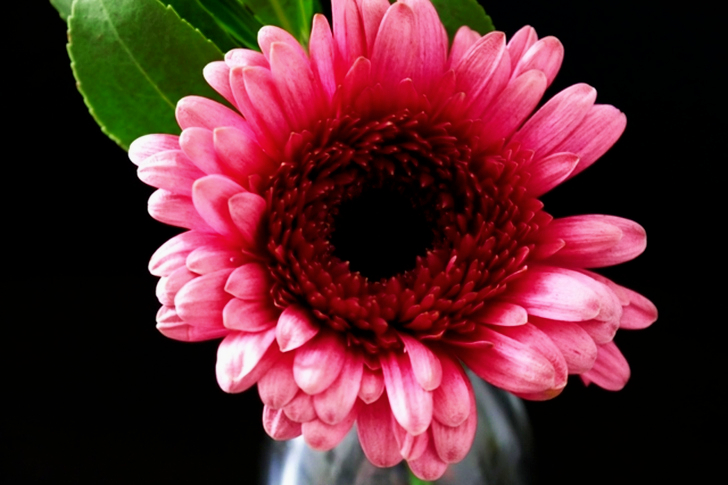 Rosa Gerbera