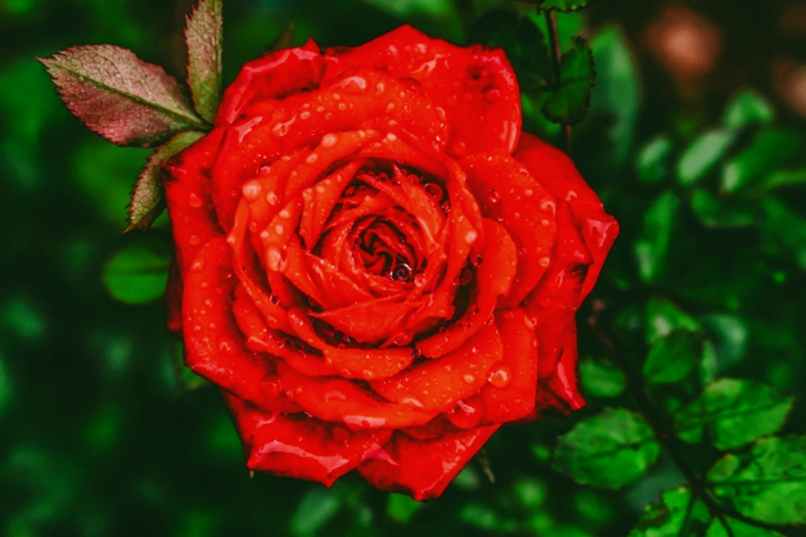 Red Rose Flower With Water Drops