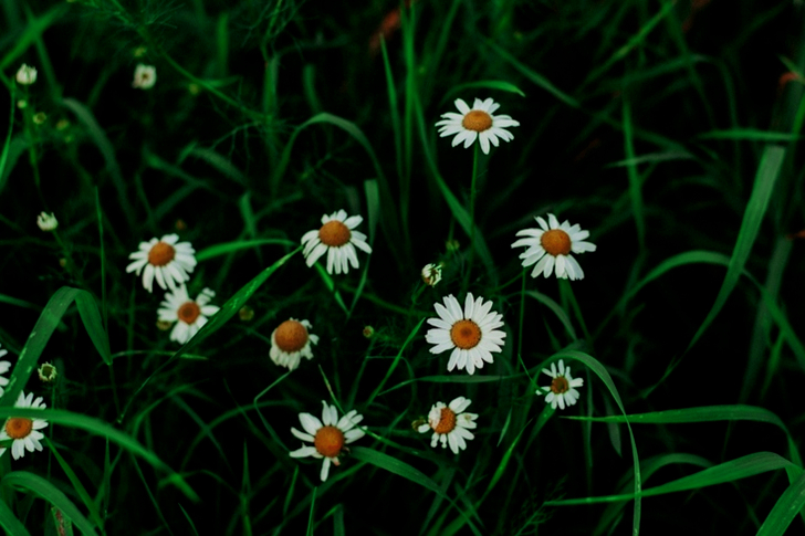 Shallow Focus White Daisies