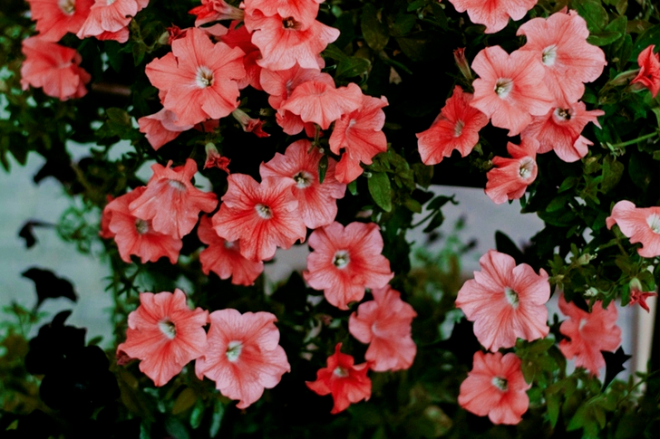 Pink Petunia Flowers