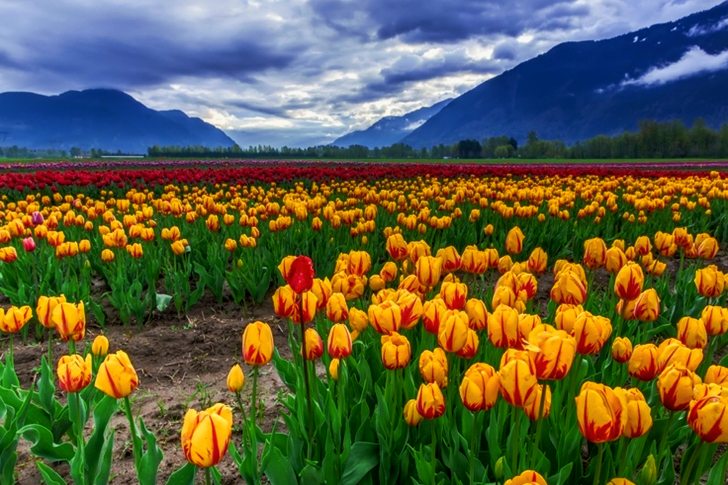 Field of Yellow and Red Tulips