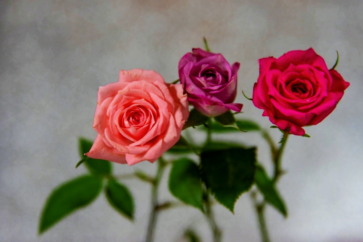 Three Roses