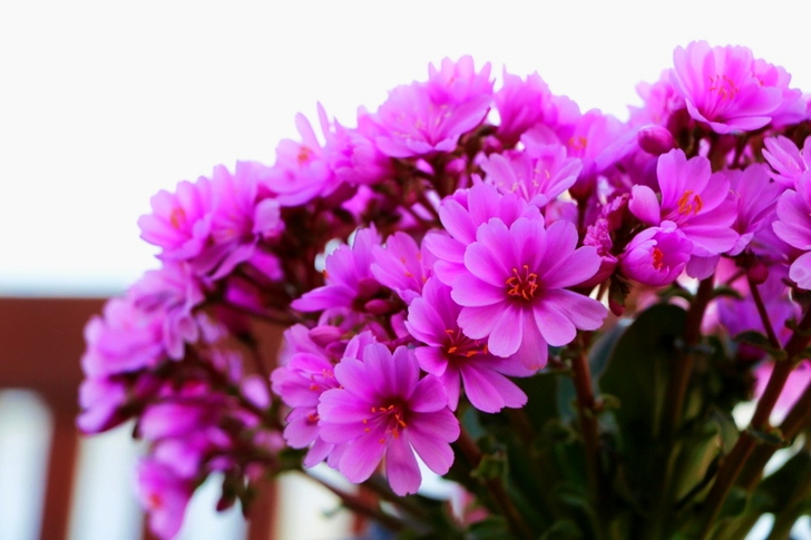 Purple Flowers
