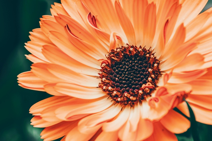 ماكرو الزهرة