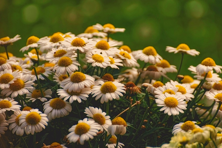 Blomstrende hvite og gule tusenfryd blomster