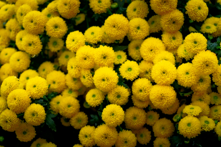 Yellow Flowers