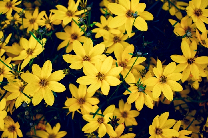 Yellow Petaled Flowers