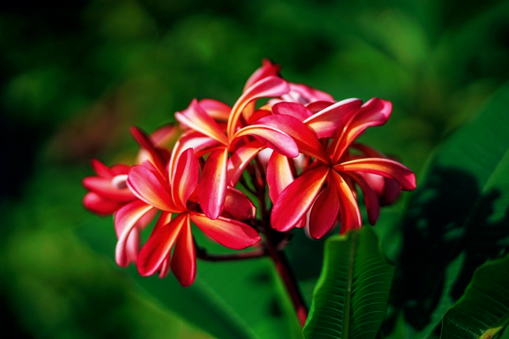 Macro  of Red Frangipani