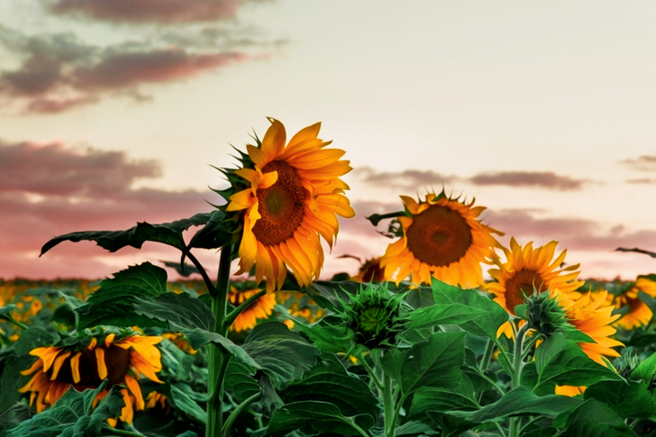 Yellow Sunflowers