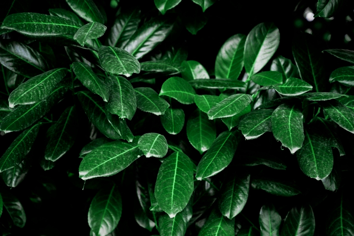 Leaves