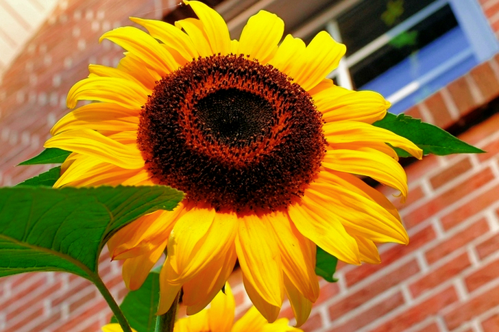 Close of Yellow Sunflower
