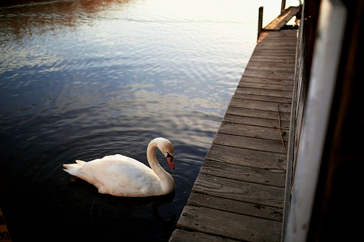 Swan on Body of Water