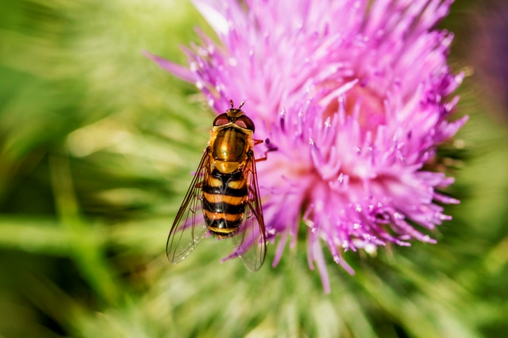 Bee on Pink Flower