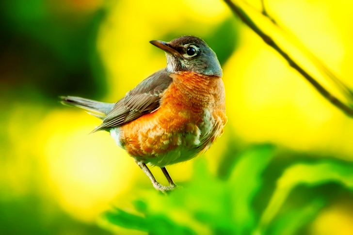 Bruine en gele vogel