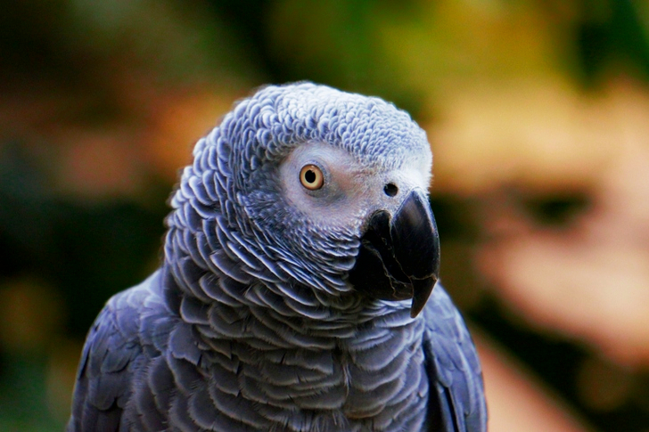 Selective Focus of Gray Bird