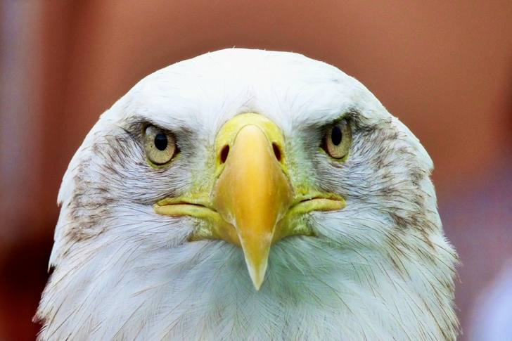 Witte en gele vogel ondiepe focus