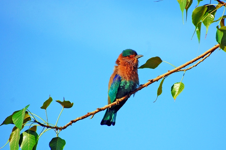 Vogel zit op een boomtak