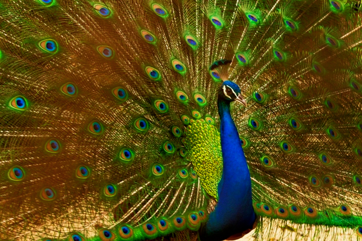 Blauwe en groene pauw