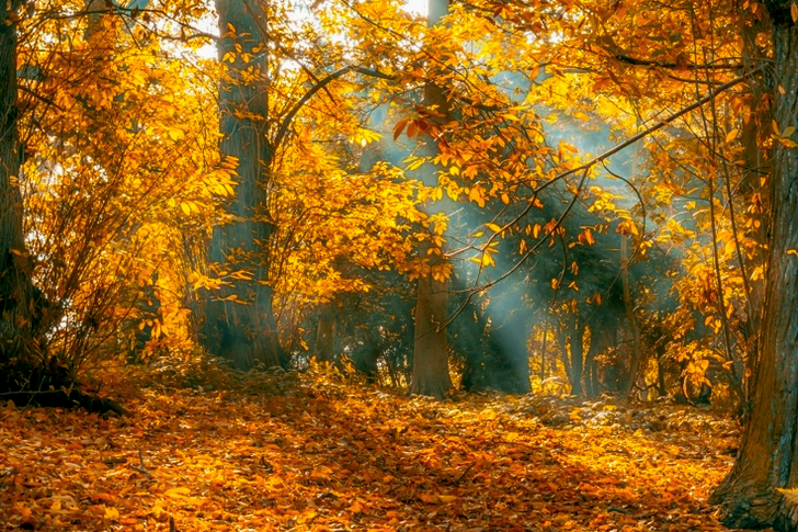 Crepuscular Lights Passing Through Trees