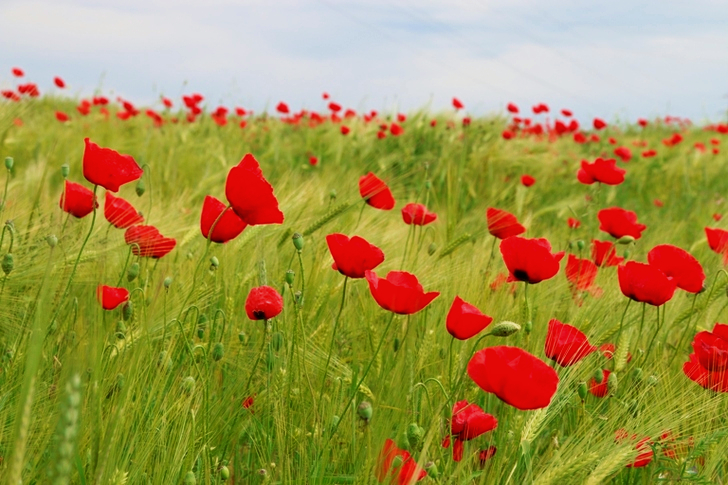 Bed of Red Petaled Flowers