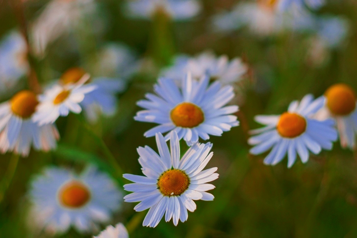 White Daisy Flowers