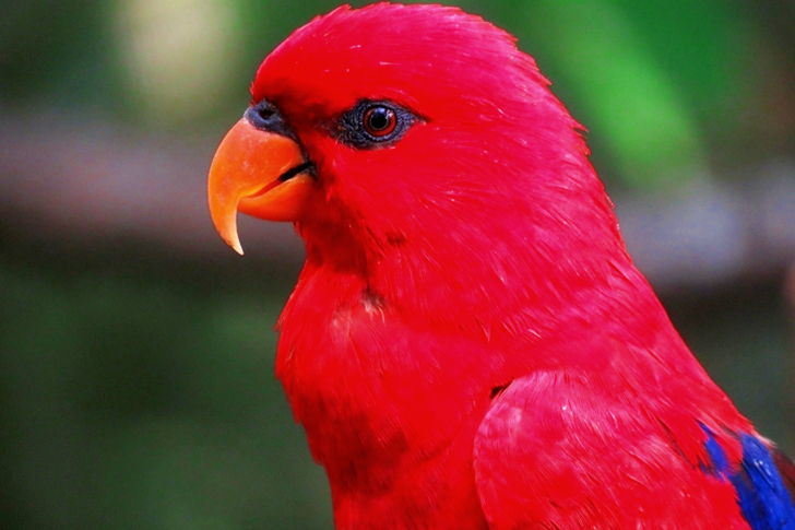 Selectieve focus van rode papegaai