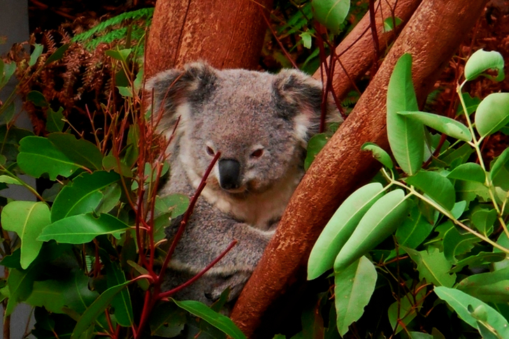 Resting Koala Bear Surrounded by Green Leaves